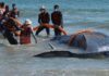 Mais de 50 baleias e golfinhos morreram no litoral de SC em um mês