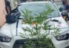 Homem é conduzido para a DP por cultivar maconha
