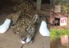Onça que teve patas queimadas no incêndio do Pantanal volta recuperada à natureza