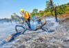 Incêndios, caem pela metade nas UCs