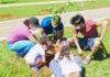 Arborização para proteger as abelhas do cerrado