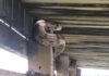 Jibóia de 1,5 metro é encontrada no Lago Paranoá