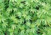 Congresso do México aprova lei que legaliza a maconha