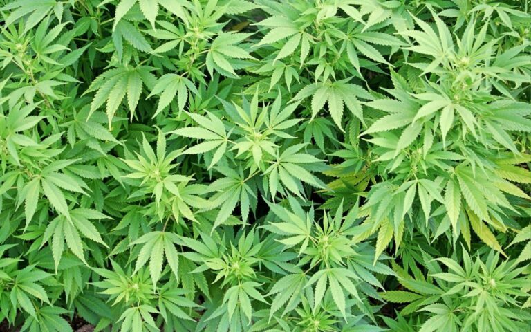 Congresso do México aprova lei que legaliza a maconha Congresso do México aprova lei que legaliza a maconha