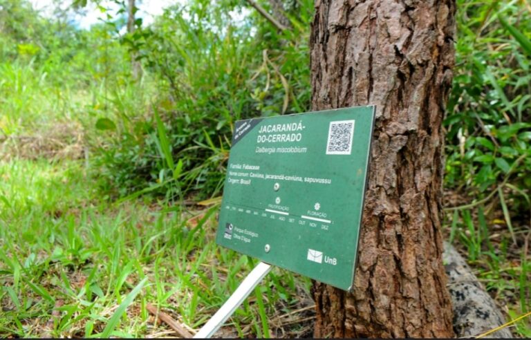 100 mil árvores nativas plantadas 100 mil árvores nativas plantadas