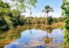 GDF cumpre meta de revitalização da Bacia do Alto Rio Descoberto