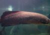 PIRARUCU, O MAIOR PEIXE DE ESCAMAS DE ÁGUA DOCE DO MUNDO É AVISTADO NO LAGO PARANOÁ