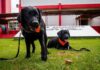 Cães de busca do Corpo de Bombeiros fazem demonstração
