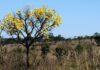 40 hectares de cerrado serão recuperados na orla do Lago Norte