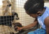 Animais saudáveis não podem mais ser sacrificados. É lei!