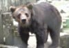 Ursa que viveu 20 anos em zoo ganha lar em santuário ecológico