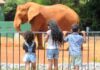 O que abre e fecha na segunda-feira (15), feriado da República