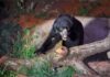 Zoológico de Brasília recebe ursa ameaçada de extinção