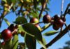 Fruta brasileira usada contra o câncer será testada em pacientes no Canadá