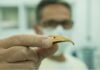 Impressora 3D ajuda a recuperar bico de seriema em zoo de SP