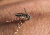 Vacina contra chikungunya é segura e tem resposta imune de 96%