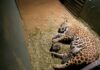 Nasce filhote da onça-pintada que quase morreu em incêndio no Pantanal