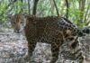 Onça rara é vista após 2 anos em parque ecológico no PR
