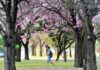 A Botânica e os jardins são um atrativo à parte na capital