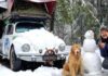 Influenciador e golden retriever de SC morrem em acidente de trânsito nos EUA
