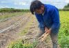 Produção de gengibre cresce no DF