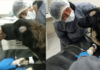 Cão ataca agressor e salva tutora que seria esfaqueada pelo ex
