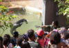 Colônia de Feras do Zoo de Brasília diverte criançada do DF