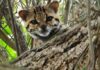 Espécie rara de gato silvestre é fotografada pela 1ª vez no Rio