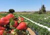 Temporada do morango em Brazlândia impulsiona produção e economia do DF