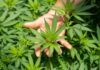 Ministro do STJ permite cultivo de cannabis em casa para pacientes