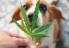 O uso do Cannabis ajuda no tratamento de pets com paralisia e convulsões