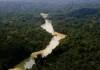 Inovação Ambiental: Plano de Ação para Desenvolvimento Florestal é Lançado pelo Governo