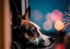 Fogos de artifício: veterinário do CEUB dá dicas para proteger Pets durante o Réveillon