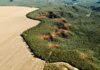 Alarmante: Desmatamento no Cerrado em Janeiro Iguala Área de Maceió