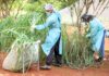 Combate à Dengue: Mutirão da Saúde Produz Repelente Caseiro no DF