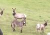 Burrinho de estimação se perde da família e é encontrado após 5 anos feliz com rebanho de alces; ‘melhor vida’