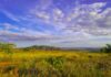 Semana do Cerrado reforça a importância da preservação do bioma mais biodiverso do mundo