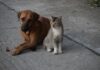 Programa mensal de castração gratuita do GDF beneficiará 720 animais em fevereiro