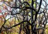 DF investe em inteligência artificial para ampliar combate a incêndios no Cerrado