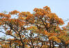 Brasília em flor: flamboyants desafiam a seca e transformam a paisagem urbana