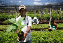 No Distrito Federal, órgãos públicos já contrataram mais de R$ 18,7 milhões de microempreendedores e agricultores familiares pelo Contrata+Brasil